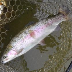 大安トラウトレイク 釣果